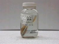 藏品(攀木魚)的圖片